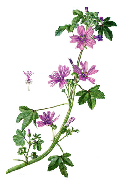 Мальва лесная / Malva sylvestris / Common mallow