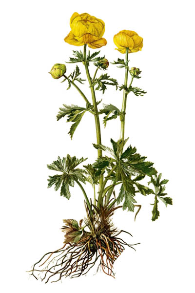 Trollius europaeus / Globeflower / Купальница европейская