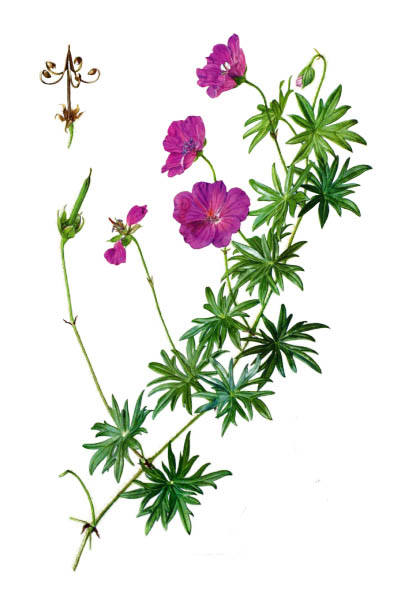 Герань кроваво-красная / Geranium sanguineum / Bloody crane's-bill, bloody geranium