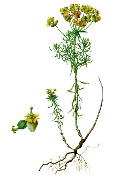Euphorbia cyparissias / Cypress spurge / Молочай кипарисовый