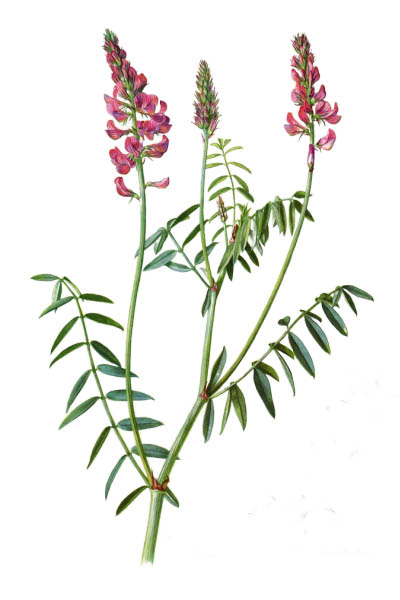 Onobrychis viciifolia / Common sainfoin / Эспарцет виколистный