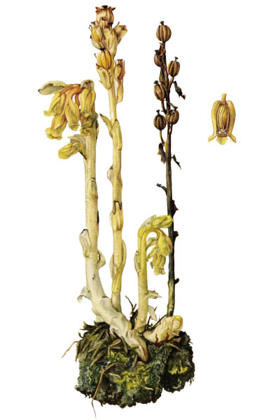 Monotropa hypopitys / Dutchman's pipe, false beech-drops, pinesap, yellow bird's-nest / Подъельник