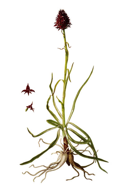 Gymnadenia nigra / Brunkulla / Кокушник чёрный