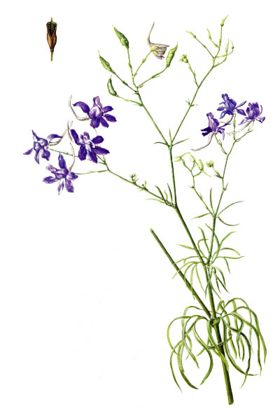 Consolida regalis / Forking larkspur, rocket-larkspur, field larkspur / Сокирки полевые