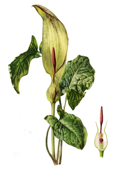 Аронник пятнистый / Arum maculatum / Snakeshead, adder's root, arum, wild arum, arum lily, lords-and-ladies, devils and angels, cows and bulls, cuckoo-pint