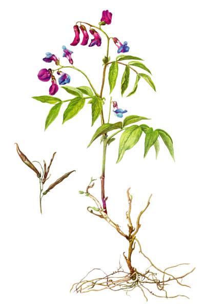 Чина весенняя / Lathyrus vernus / Spring vetchling, spring pea, spring vetch