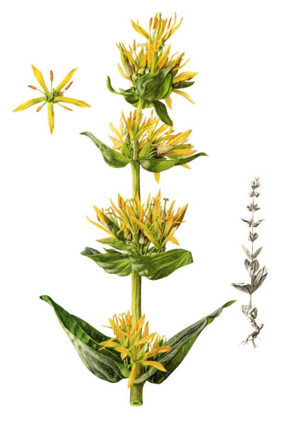 Gentiana lutea / Great yellow gentian / Горечавка жёлтая