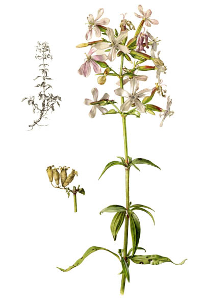 Мыльнянка лекарственная / Saponaria officinalis / Common soapwort, bouncing-bet, crow soap, wild sweet William, soapweed