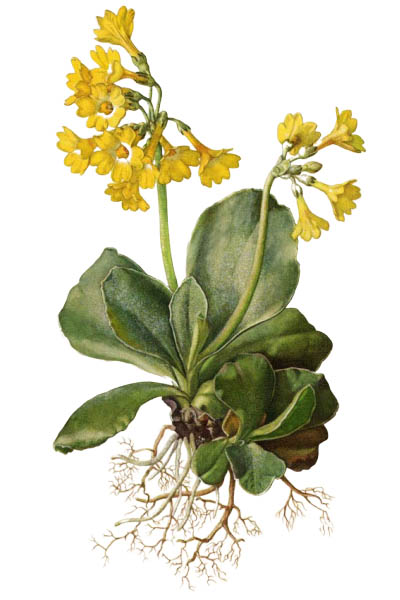 Primula auricula / Auricula, mountain cowslip, bear's ear / Первоцвет ушковидный