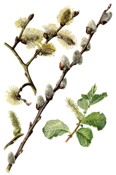 Ива козья / Salix caprea / Goat willow, pussy willow, great sallow