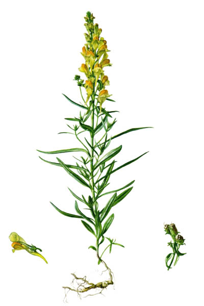 Linaria vulgaris / Common toadflax, yellow toadflax, butter-and-eggs / Льнянка обыкновенная
