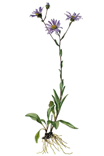 Астра ромашковая / Aster amellus / European Michaelmas-daisy