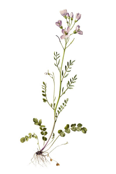 Сердечник луговой / Cardamine pratensis / Cuckooflower, lady's smock, mayflower, milkmaids