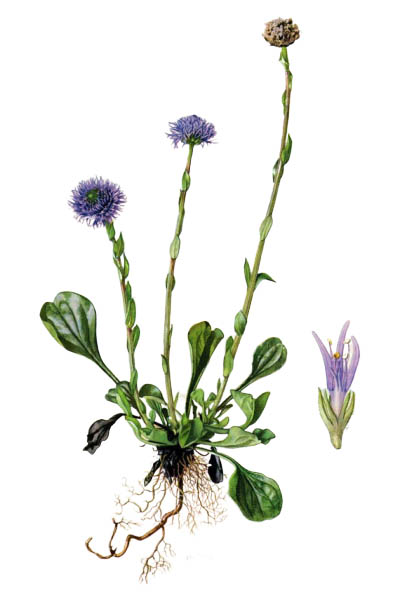 Шаровница волосоцветковая / Globularia bisnagarica / Common ball flower
