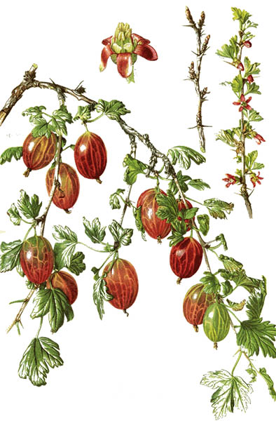Ribes uva-crispa / Gooseberry / Крыжовник обыкновенный