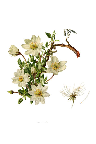 Dryas octopetala / Mountain avens, eightpetal mountain-avens, white dryas, white dryad / Дриада восьмилепестная