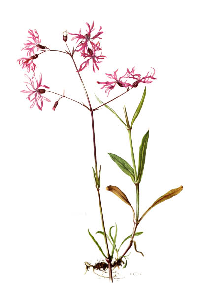 Кукушкин цвет обыкновенный / Lychnis flos-cuculi / Ragged-Robin