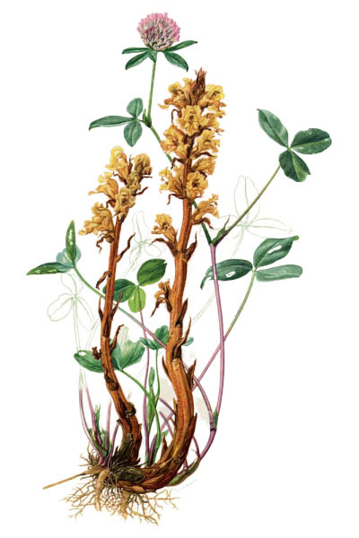 Orobanche lutea / Medick broomrape / Заразиха люцерновая