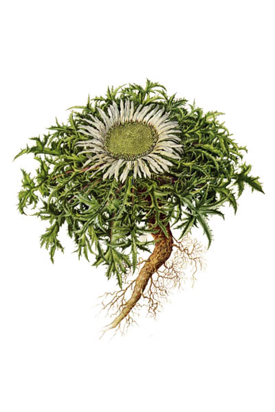 Carlina acaulis / Stemless carline thistle, dwarf carline thistle, silver thistle / Колючник бесстебельный