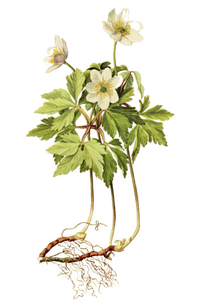 Anemone nemorosa / Wood anemone, windflower, thimbleweed, smell fox / Ветреница дубравная