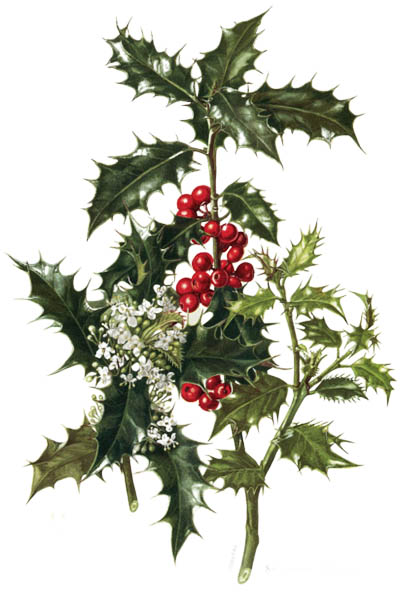 Падуб остролистный / Ilex aquifolium / Holly, common holly, English holly, European holly