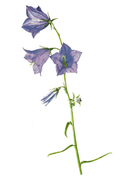 Campanula persicifolia / Peach-leaved bellflower / Колокольчик персиколистный