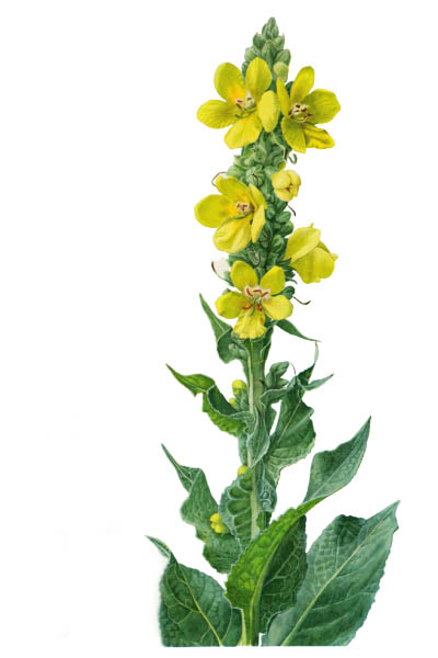 Коровяк высокий / Verbascum densiflorum / Denseflower mullein, dense-flowered mullein