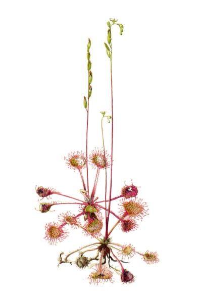 Росянка круглолистная / Drosera rotundifolia / Rround-leaved sundew, common sundew