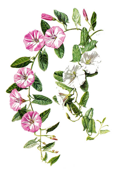 Вьюнок полевой / Convolvulus arvensis / Field bindweed