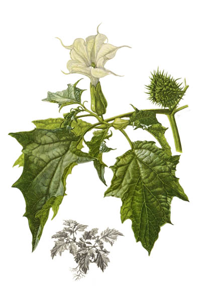 Datura stramonium / Jimsonweed, devil's snare / Дурман обыкновенный