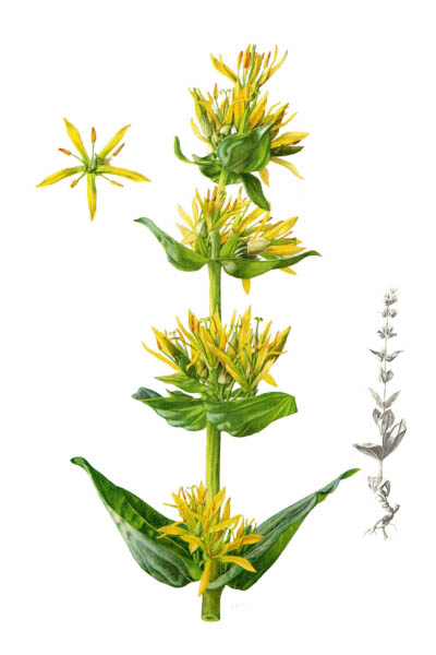 Горечавка жёлтая / Gentiana lutea / Great yellow gentian