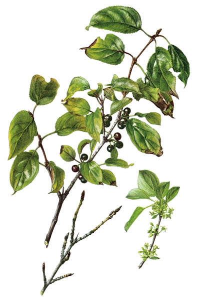 Крушина слабительная / Rhamnus cathartica / Buckthorn, common buckthorn, purging buckthorn