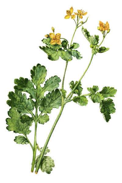 Chelidonium majus / Greater celandine, nipplewort, swallowwort, tetterwort / Чистотел большой