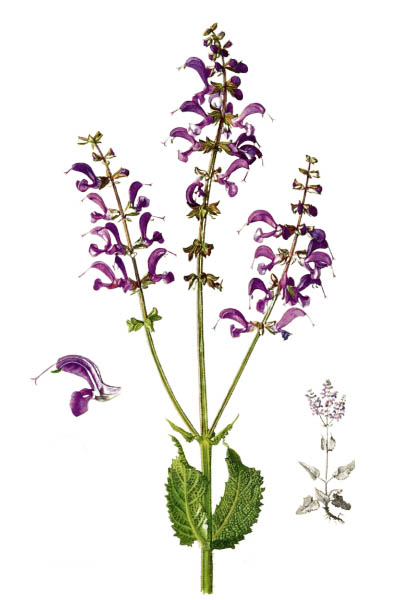 Salvia pratensis / Meadow clary, meadow sage / Шалфей луговой