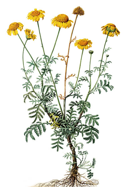 Cota tinctoria / Golden marguerite, yellow chamomile, oxeye chamomile / Пупавка красильная