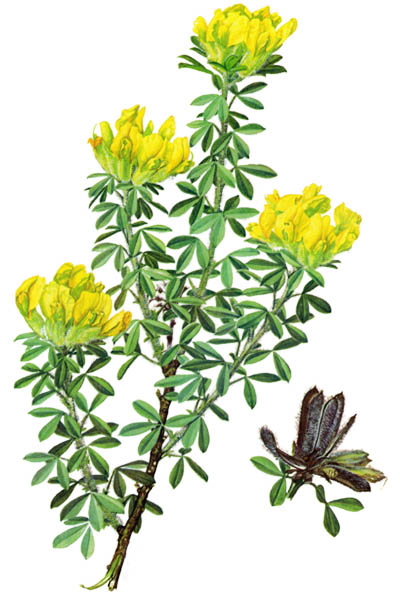 Ракитник лежачий / Chamaecytisus supinus / Clustered broom