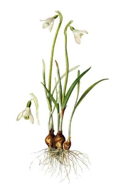 Galanthus nivalis / Snowdrop, common snowdrop / Подснежник белоснежный