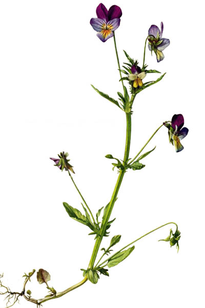 Фиалка трёхцветная / Viola tricolor / Атлас цветущих растений