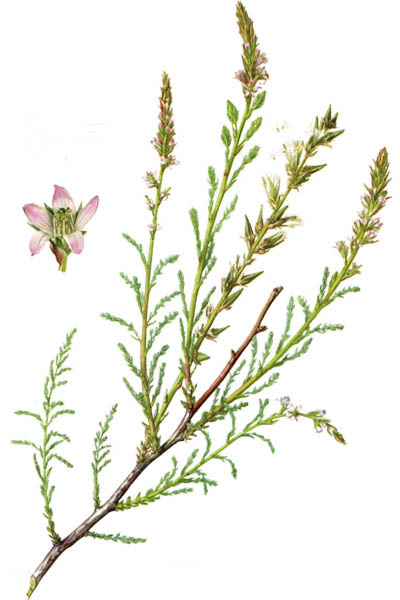 Мирикария германская / Myricaria germanica / German Tamarisk