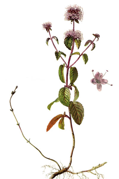 Mentha aquatica / Water mint / Мята водная