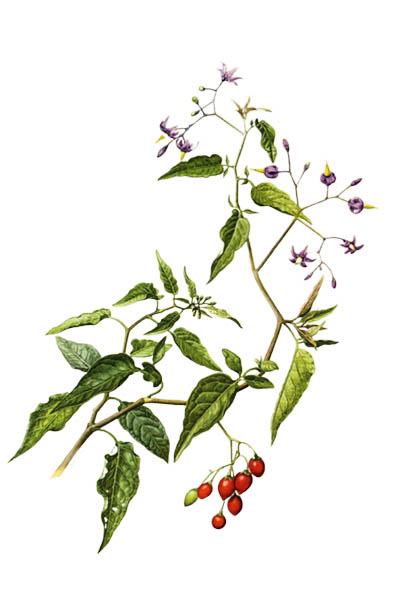 Solanum dulcamara / Bittersweet, bittersweet nightshade, bitter nightshade, blue bindweed / Паслён сладко-горький