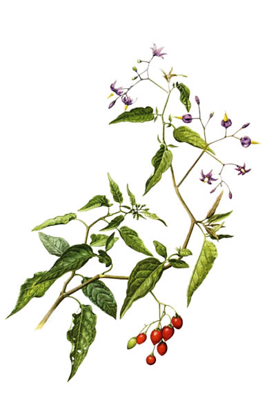 Паслён сладко-горький / Solanum dulcamara / Bittersweet, bittersweet nightshade, bitter nightshade, blue bindweed