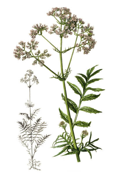 Валериана лекарственная / Valeriana officinalis / Valerian