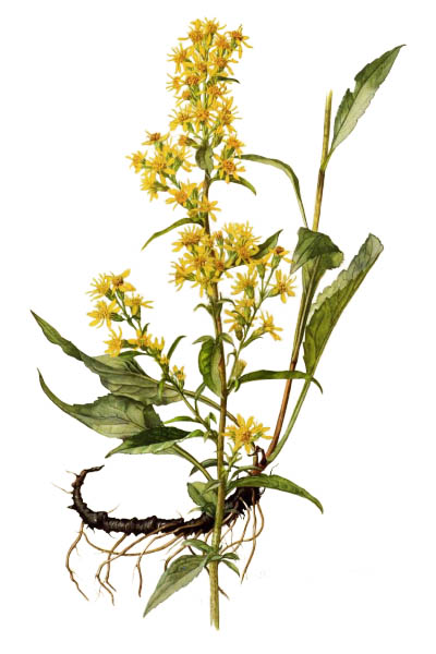 Solidago virgaurea / European goldenrod, woundwort / Золотарник обыкновенный