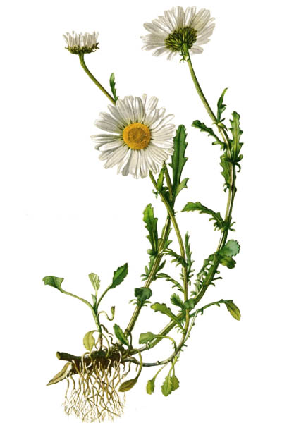 Leucanthemum vulgare / Ox-eye daisy, oxeye daisy, dog daisy / Нивяник обыкновенный
