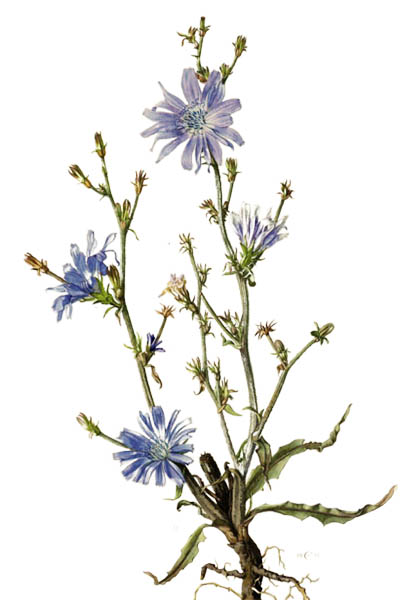 Цикорий обыкновенный / Cichorium intybus / Common chicory