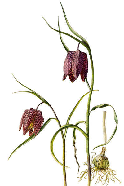 Рябчик шахматный / Fritillaria meleagris / Snake's head fritillary, snake's head, chess flower