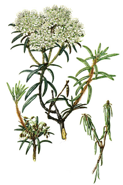 Rhododendron tomentosum / Marsh Labrador tea, northern Labrador tea, wild rosemary / Багульник болотный