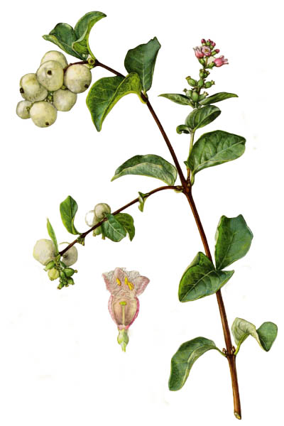 Снежноягодник белый / Symphoricarpos albus / Common snowberry