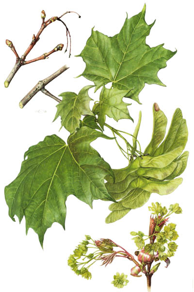 Acer platanoides / Norway maple / Клён остролистный